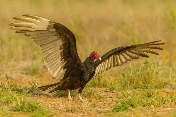 Texas, Hidalgo County Turkey vulture on ground